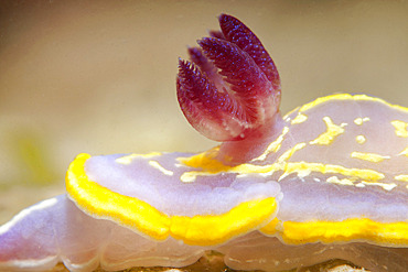 Detail of a Krohn's Doris (Felimida krohnien) moving on rock, Ile d'Oleron, France