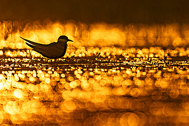 Whiskered tern (Chlidonias hybridus) at sunrise, Sologne pond, Loir et Cher department, Centre-Val de Loire region, France