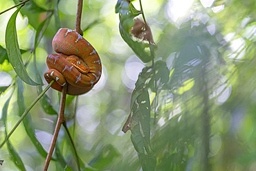 Juvenile Emerald Tree Boa (Corallus caninus) at rest, Sauel, French Guiana