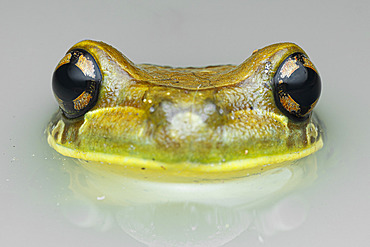 Mission Golden-eyed Treefrog (Trachycephalus resinifictrix) Kunawalu treefrog in a pond, Regina, French Guiana