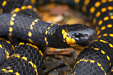 Northern coral snake (Micrurus psyches) portrait, French Guiana.