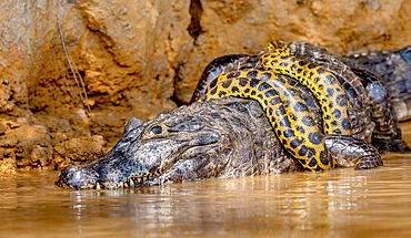 Cayman (Caiman crocodylus yacare) vs Anaconda (Eunectes murinus). Cayman caught an anaconda. Anaconda strangles the caiman. Brazil. Pantanal. Porto Jofre. Mato Grosso. Cuiaba River.