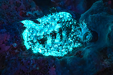 Fluorescent Sea anemones and Corals at night in the reef, Mayotte