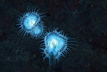 Small fluorescent sea anemones at night on the bottom of the S pass, Mayotte