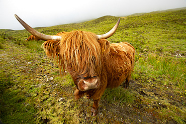 Highland cow, Isle of Skye, Landscape of Scotland, Great Britain