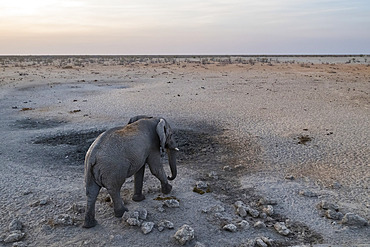 African savanna elephant (Loxodonta africana) at waterhole, Olifantsrus waterhole, Etosha National Park, Namibia