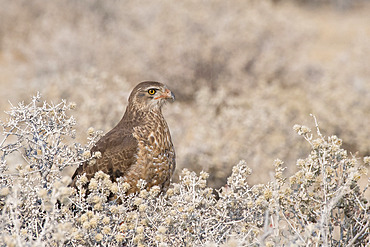 Pale chanting goshawk (Melierax canorus) immature, Etosha National Park, Namibia