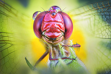 Portrait of a Ruddy darter (Sympetrum sanguineum)