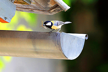 Great tit (Parus major) feeding on a dyke, France