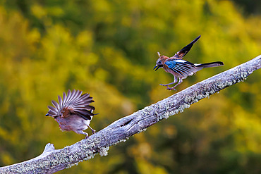 Eurasian Jay (Garrulus glandarius) ona branch, Boca del Huergano, Province of Leon, Castilla y Leon, Spain