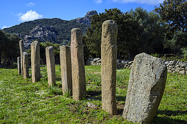 Alignment of statue-menhirs at I Stantari. Cauria megalithic site, located in the commune of Sartene in southern Corsica. The site was occupied from the Early Neolithic to the end of the Bronze Age. Some ten statue-menhirs can be seen in two alignments, on which reliefs (swords, belts, loincloths, faces, arms and hands) can be distinguished.