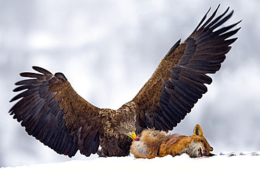 White-tailed eagle (Haliaeetus albicilla) feeding on a fox in the snow, Flatanger, Norwegian Sea, Norway