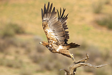 Tawny Eagle (Aquila rapax). Flying off. Kalahari Desert, Kgalagadi Transfrontier Park, South Africa.