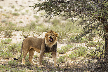 Lion (Panthera leo). Male doing the flehmen response. Kalahari Desert, Kgalagadi Transfrontier Park, South Africa.