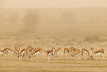 Springbok (Antidorcas marsupialis). During a sandstorm in the dry bed of the Nossob river. Kalahari Desert, Kgalagadi Transfrontier Park, South Africa.