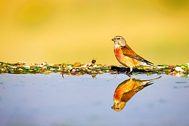 Common linnet (Linaria cannabina), male at waterhole