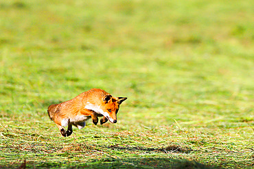 Red fox (Vulpes vulpes) hunting in a cut meadow, Brenne Regional Nature Park, France