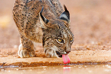 Iberian Lynx or Spanish Lynx or Lynx pardelle (Lynx pardinus), drinking from a water hole, private property, Province of Castilla-La Mancha, Spain, Europe