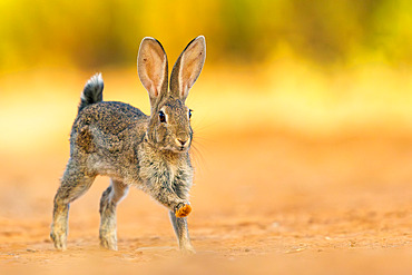 European rabbit (Oryctolagus cuniculus) or coney (Oryctolagus cuniculus), private property, Province of Castilla-La Mancha, Spain, Europe