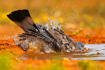 Common wood pigeon or common woodpigeon (Columba palumbus), on the ground, drinking and bathing in a water hole, Penalajo, Castilla, Spain, Europe