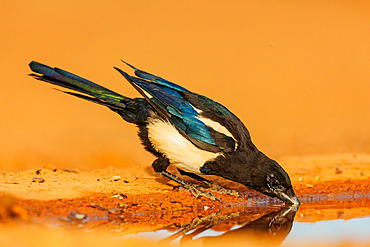 European Magpie (Pica pica), on the ground, drinking from a waterhole, Penalajo, Castilla, Spain, Europe