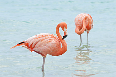 A pair of American flamingo (Phoenicopterus ruber), Aruba, Dutch Caribbean, South America