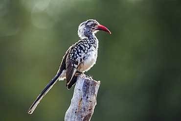 Southern Red billed Hornbill (Tockus rufirostris) standing on a log in backlit in Kruger National park, South Africa