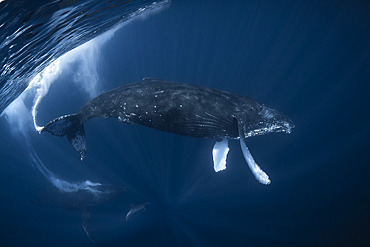 Humpback whale (Megaptera novaeangliae), Whale pirouette. Humpback whales are as imposing as they are agile in the water! La Reunion island