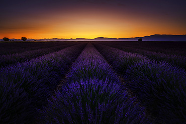 Lavender field on the Plateau de Valensole, Alpes-de-Haute-Provence, France