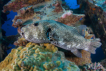 Starry Puffer (Arothron stellatus) on a wooden wreck frame, Tahiti, French Polynesia