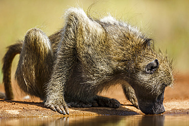 Chacma baboon (Papio ursinus) drinking in waterhole surface level in Kruger National park, South Africa