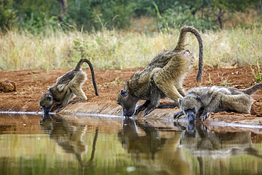 Three Chacma baboon (Papio ursinus) drinking in waterhole in Kruger National park, South Africa