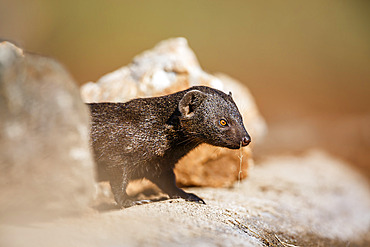 Common dwarf mongoose (Helogale parvula), portrait hiding in rocks in Kruger National park, South Africa