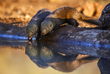 Two Common dwarf mongoose (Helogale parvula) drinking in waterhole with reflection in Kruger National park, South Africa