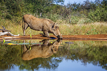 Common warthog (Phacochoerus africanus) drinking in waterhole with reflection in Kruger National park, South Africa