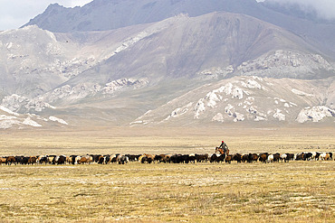 Shepherd and his flock near Lake Tchatyr-kol, At-bashi, Naryn, Kyrgyzstan