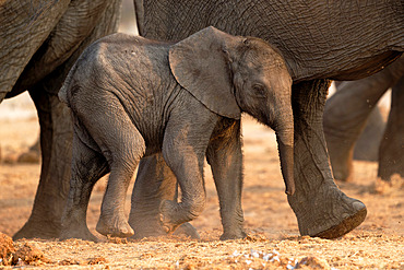 African elephant (Loxodonta africana) calf in Botswana's Savuti reserve in September