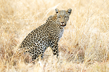 Leopard (Panthera pardus) in the grass of the Savuti reserve in Botswana in September