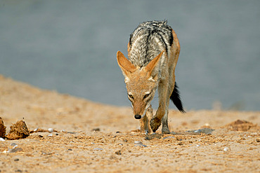 Black backedJackal (Canis mesomelas) at a waterhole in the Savuti savannah of Botswana in September .