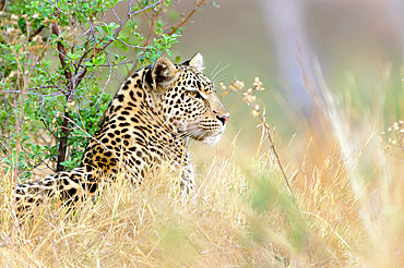 Leopard (Panthera pardus) observing a herd of greater kudu in Botswana's Savuti reserve.