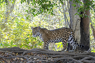 Jaguar walking in the forest (Panthera onca) is a wild cat species and the only extant member of the genus Panthera native to the Americas. Pantanal, Mato Grosso, Brazil