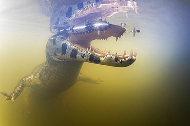 Spectacled caiman, white or common caiman, (Caiman crocodilus), underwater, Pantanal, Mato Grosso, Brazil