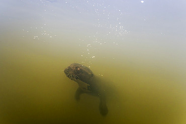 Giant River Otter (Pteronura brasiliensis), swimming underwater, Pantanal, Mato Grosso, Brazil