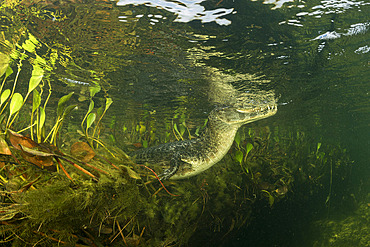 Spectacled caiman, white or common caiman, (caiman crocodilus), underwater. Pantanal, Mato Grosso, Brazil