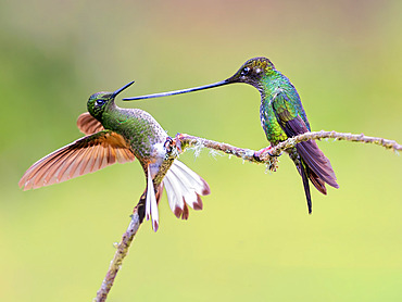 Sword-billed Hummingbird (Ensifera ensifera), female, confronting a Buff-tailed Coronot (Boissonneaua flavescens), Colombia