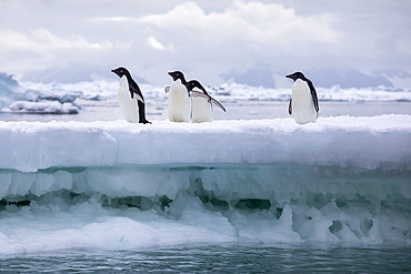 Adelie penguins (Pygoscelis adeliae) on ice in the Ross Sea, Cape Adare, Adare Peninsula, Antarctica,