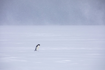 Adelie penguin (Pygoscelis adeliae) in a storm on the Ross Sea pack ice, Coulman Island, Antarctica,