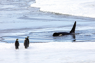 Killer whale (Orcinus orca) and Emperor penguins (Aptenodytes forsteri) on pack ice in the Ross Sea, McMurdo Sound, Antarctica