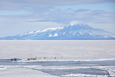 Killer whale (Orcinus orca) and Emperor penguins (Aptenodytes forsteri) on pack ice in the Ross Sea, McMurdo Sound, Antarctica