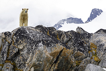 Polar bear (Ursus maritimus) on an Arctic cliff, Fuglefjord, Spitsbergen, Svalbard.